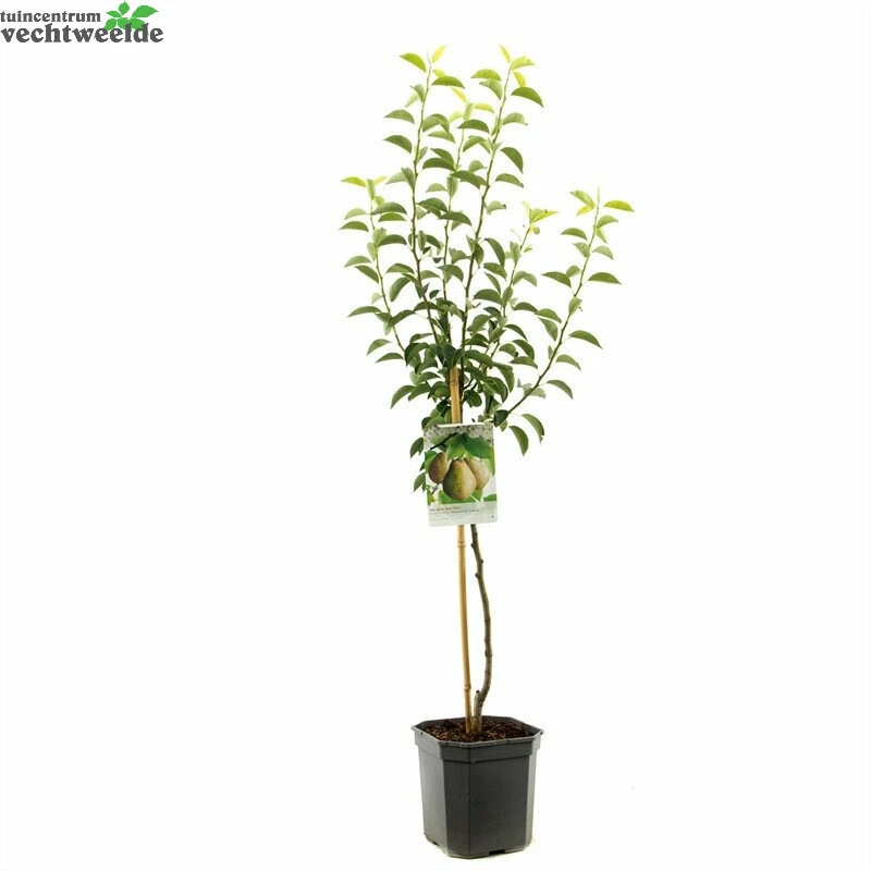 Pyrus Com Doyenne D C WT P24 1 Pyrus Com Doyenne D C WT P24