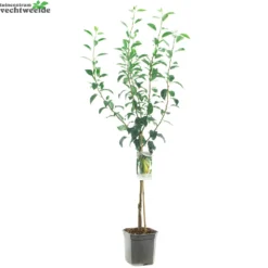 Boom Geest Verkoop -Boom Geest Verkoop pyrus comm conferencestruik p24 1000x1000 6208f89fa8589 l