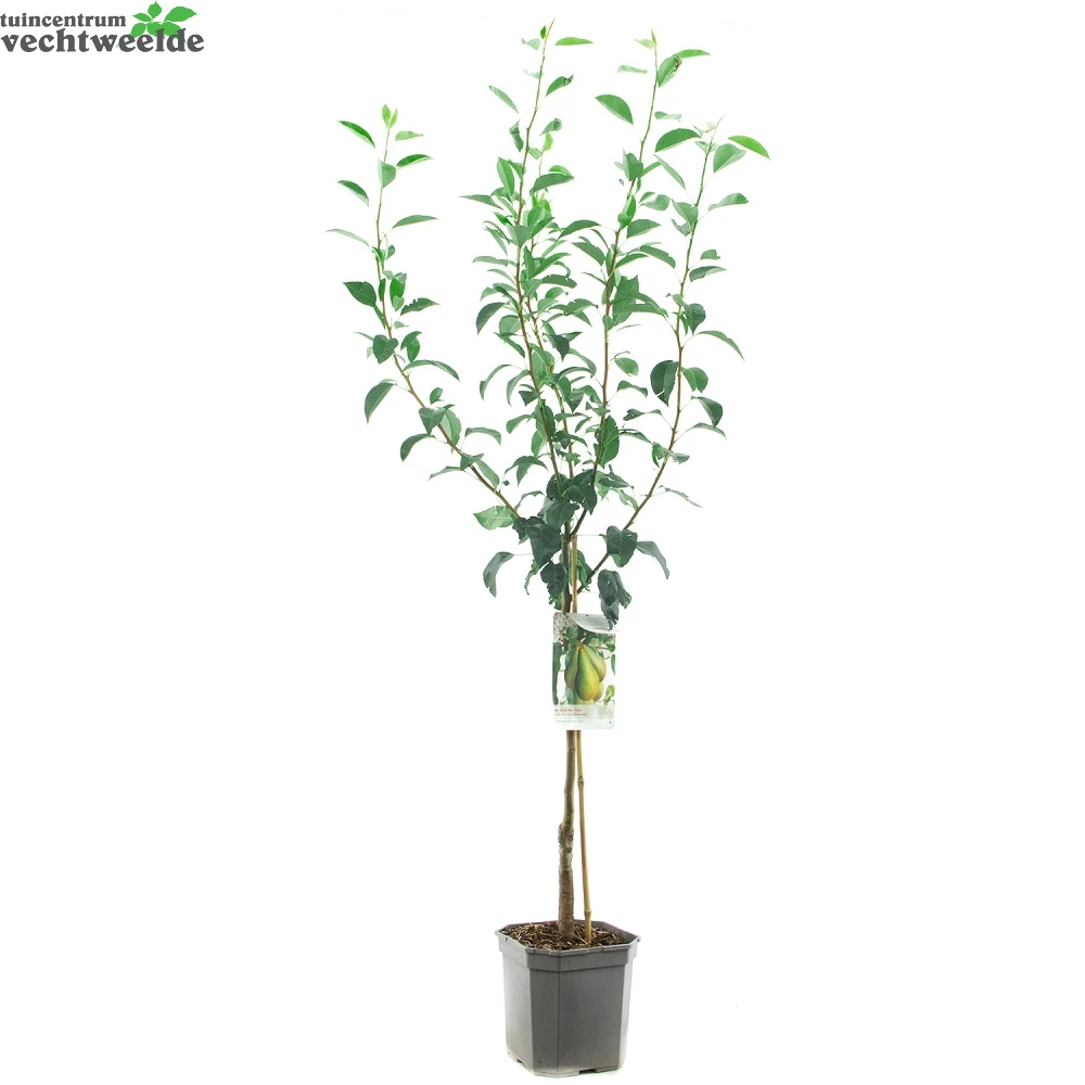 Pyrus Comm. Conferencestruik P24 2 Pyrus Comm. Conferencestruik P24 - Afbeelding 2