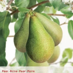 Boom Geest Verkoop 12 Pyrus Comm. Conferencestruik P24