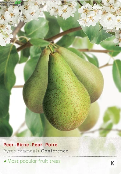 Pyrus Comm. Conferencestruik P24 1 Pyrus Comm. Conferencestruik P24