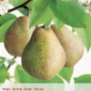 Pyrus Comm. Doyenne Du C. P24