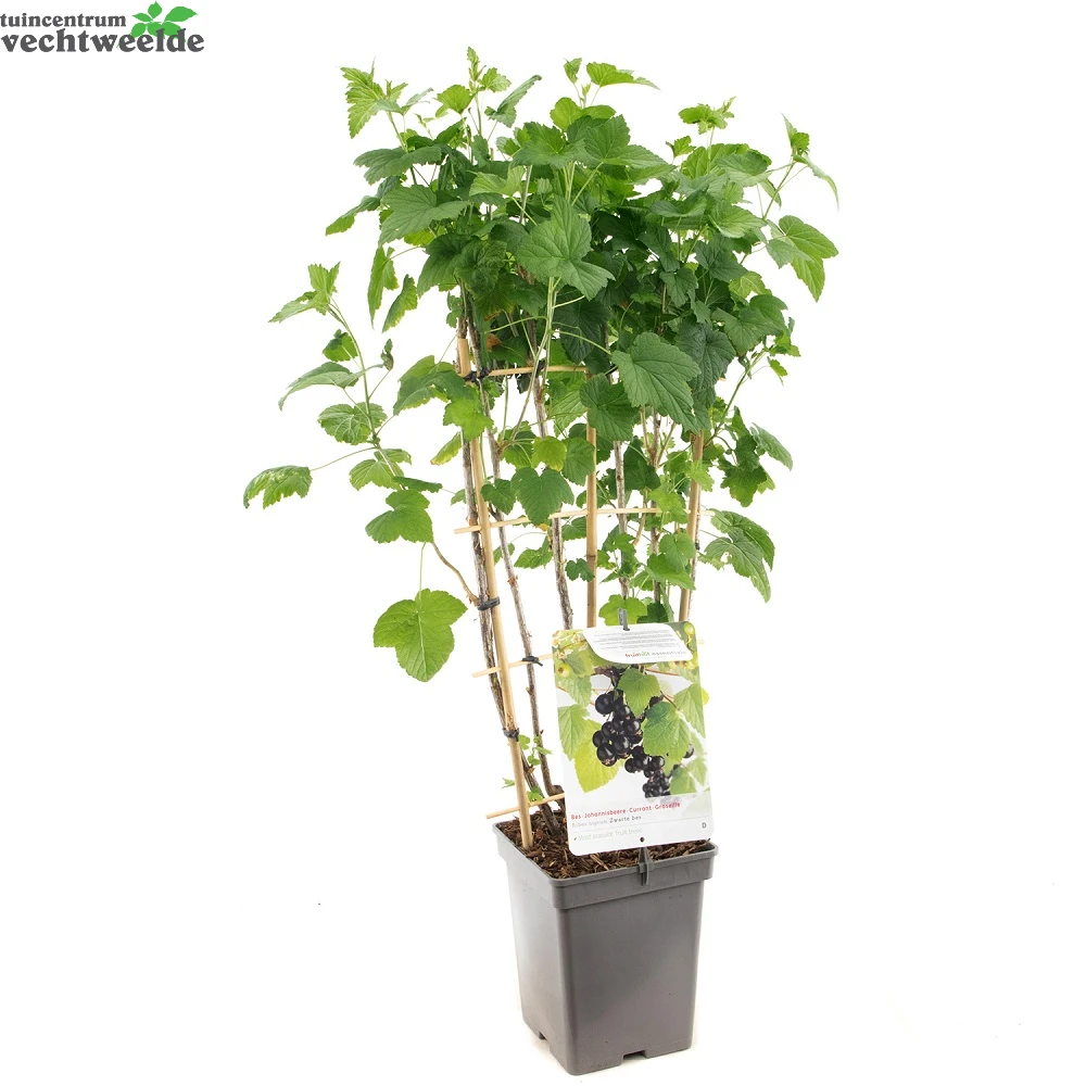 Ribes N. Zwarte Bes Leivorm Vp5 2 Ribes N. Zwarte Bes Leivorm Vp5 - Afbeelding 2