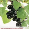 Ribes N. Zwarte Bes Leivorm Vp5