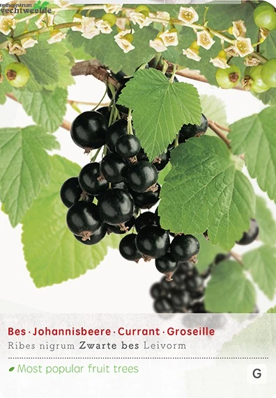Ribes N. Zwarte Bes Leivorm Vp5 1 Ribes N. Zwarte Bes Leivorm Vp5