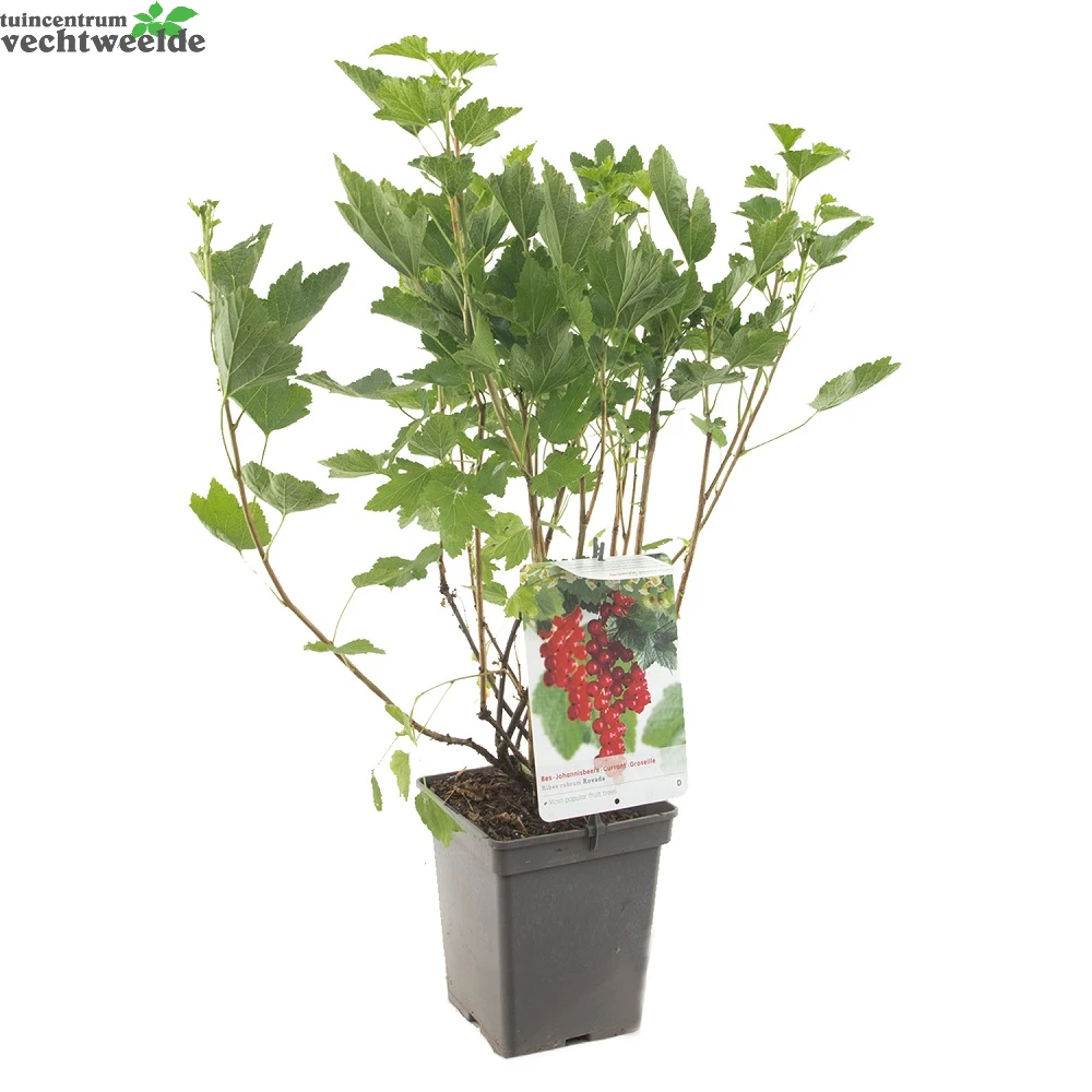 Ribes R. 'Rovada' 2 Ribes R. 'Rovada' - Afbeelding 2