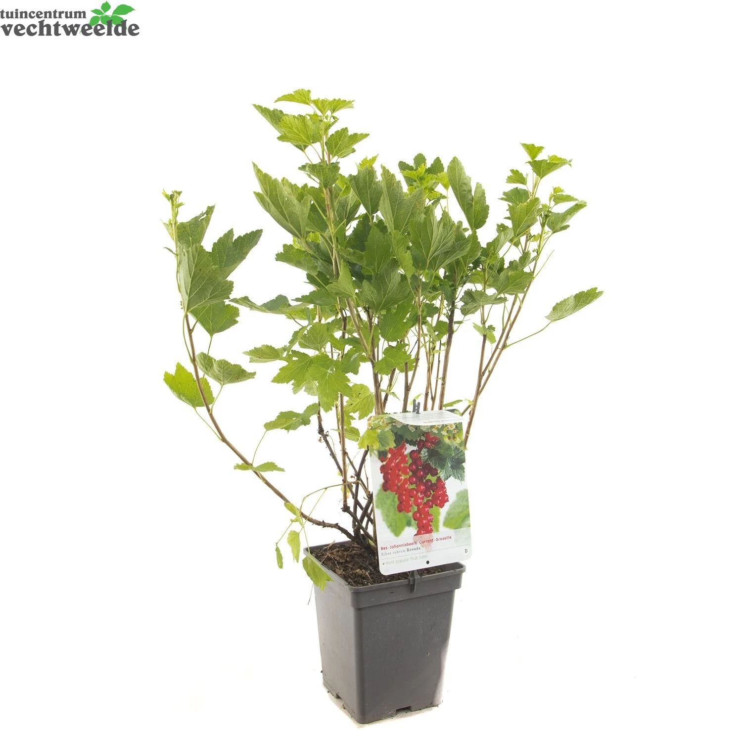 Ribes R. 'Rovada' 3 Ribes R. 'Rovada' - Afbeelding 3