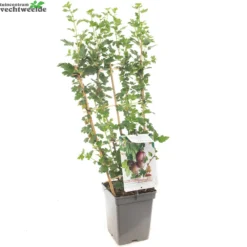 Ribes Uva Cr. Hinnonm Rod Lei Vp5 3 Ribes Uva Cr. Hinnonm Rod Lei Vp5 -Boom Geest Verkoop ribes uva cr hinnonm rod lei vp5 1000x1000 62093016e1576 l