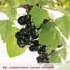 Ribes 'Zwarte Bes'