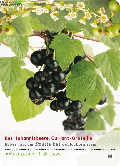 Ribes 'Zwarte Bes' 1 Ribes 'Zwarte Bes'