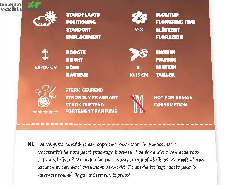Rosa 'Augusta Luise'® 2 Rosa 'Augusta Luise'® - Afbeelding 2