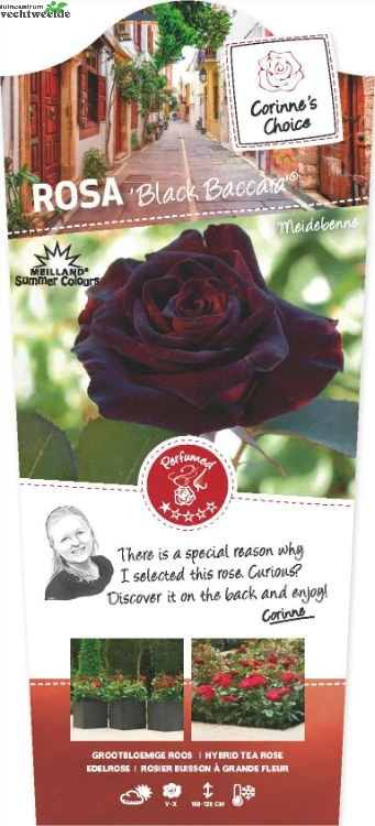 Rosa 'Black Baccara'® 1 Rosa 'Black Baccara'®