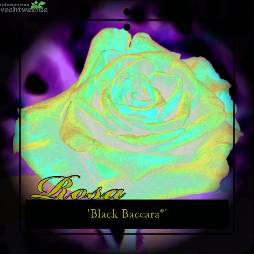 Rosa 'Black Baccara'® 2 Rosa 'Black Baccara'® - Afbeelding 2