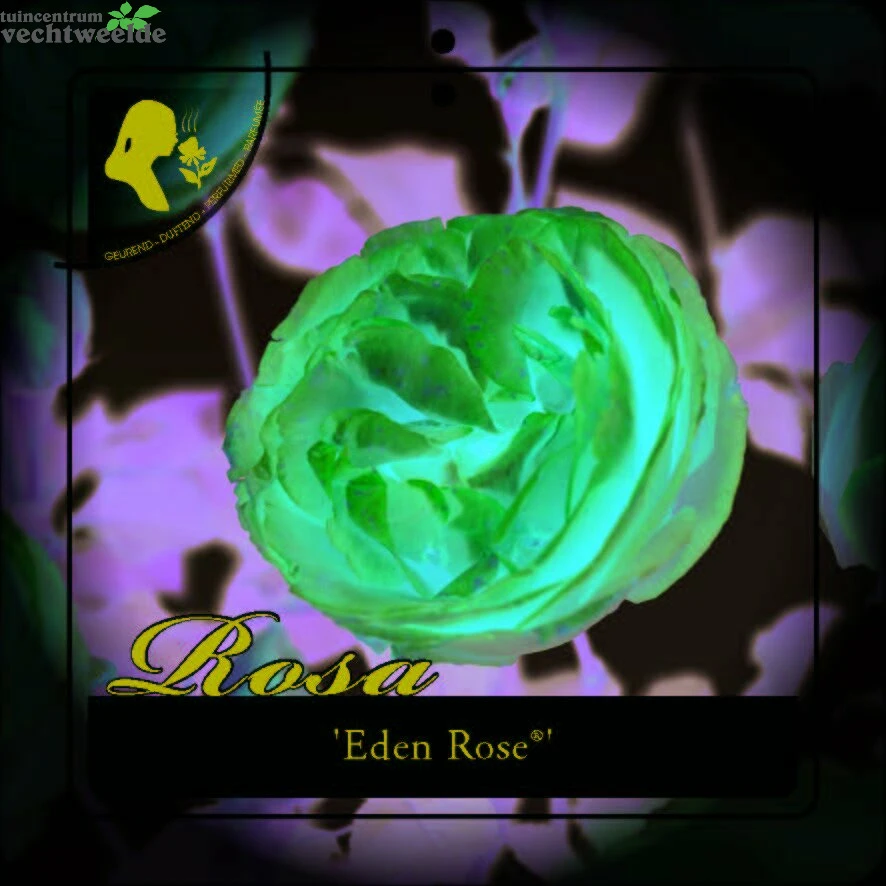 Rosa Eden Rose C3RP 1 Rosa Eden Rose C3RP