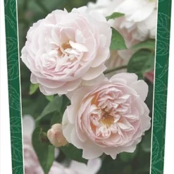 Rosa 'Gentle Hermione'(TM)