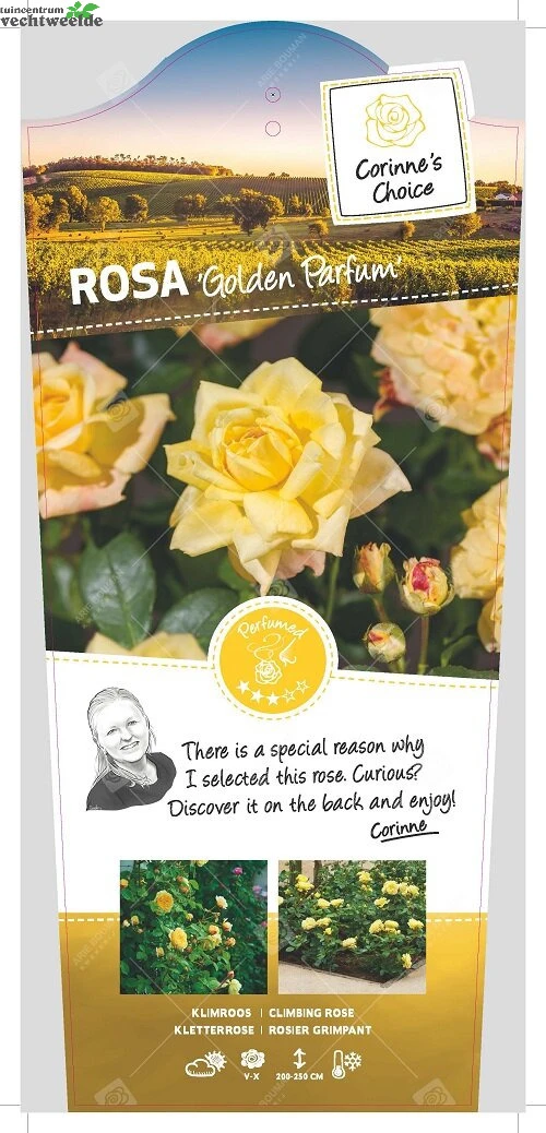 Rosa Golden Parfum Stok100 C3RP 1 Rosa Golden Parfum Stok100 C3RP