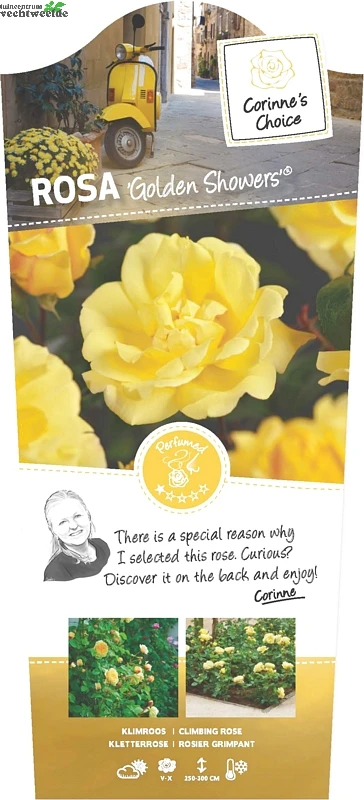 Rosa 'Golden Showers'® 1 Rosa 'Golden Showers'®