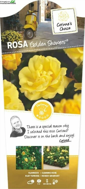 Rosa Golden Showers 4stok VP5L 1 Rosa Golden Showers 4stok VP5L