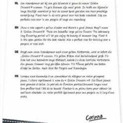 Rosa Golden Showers 4stok VP5L 3 Rosa Golden Showers 4stok VP5L -Boom Geest Verkoop rosa golden showers 4stok vp5l 341x750 62b5b710014ef l