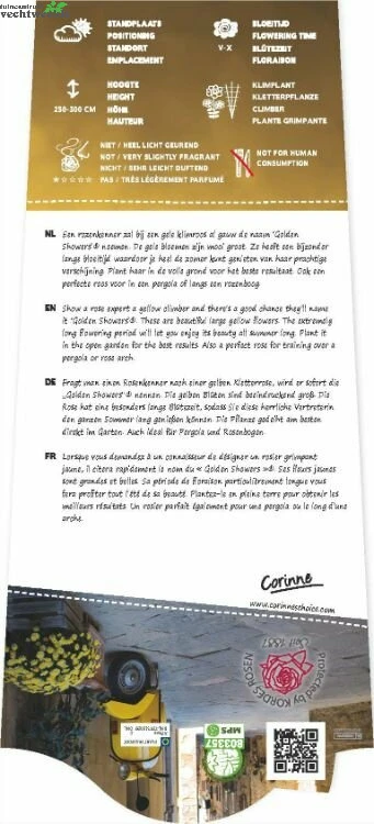 Rosa Golden Showers 4stok VP5L 2 Rosa Golden Showers 4stok VP5L - Afbeelding 2