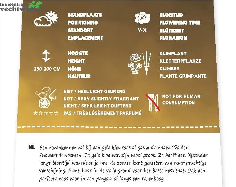 Rosa 'Golden Showers'® 2 Rosa 'Golden Showers'® - Afbeelding 2