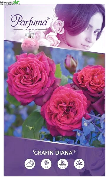 Rosa 'Gräfin Diana'® 1 Rosa 'Gräfin Diana'®
