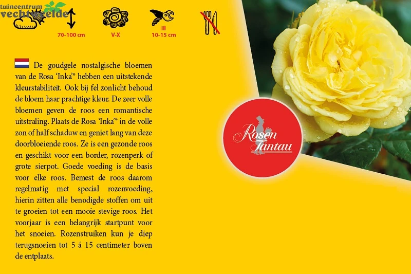 Rosa 'Inka'® 2 Rosa 'Inka'® - Afbeelding 2