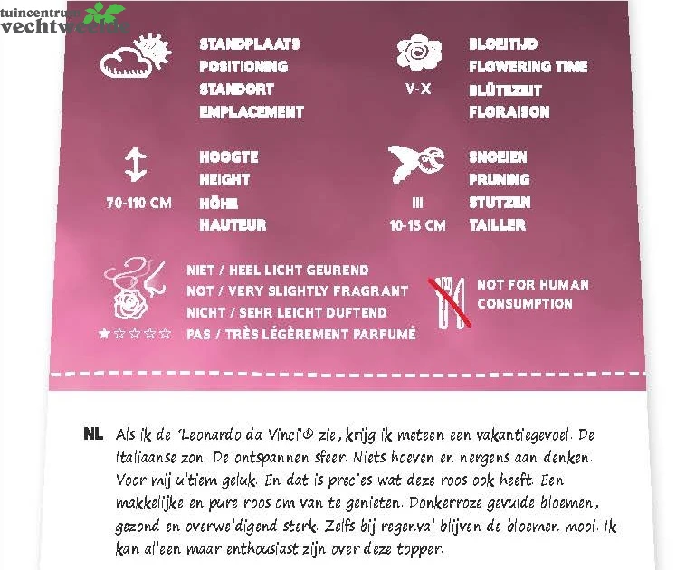 Rosa 'Leonardo Da Vinci'® 2 Rosa 'Leonardo Da Vinci'® - Afbeelding 2