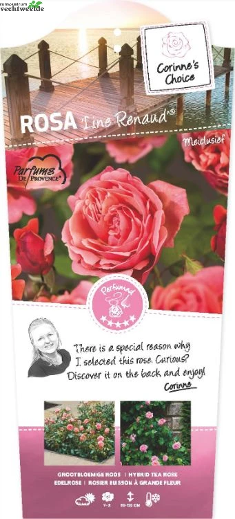 Rosa 'Line Renaud'® 1 Rosa 'Line Renaud'®