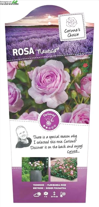 Rosa 'Nautica'® 1 Rosa 'Nautica'®