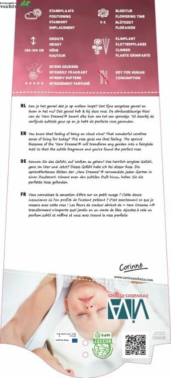 Rosa 'New Dreams'® 2 Rosa 'New Dreams'® - Afbeelding 2