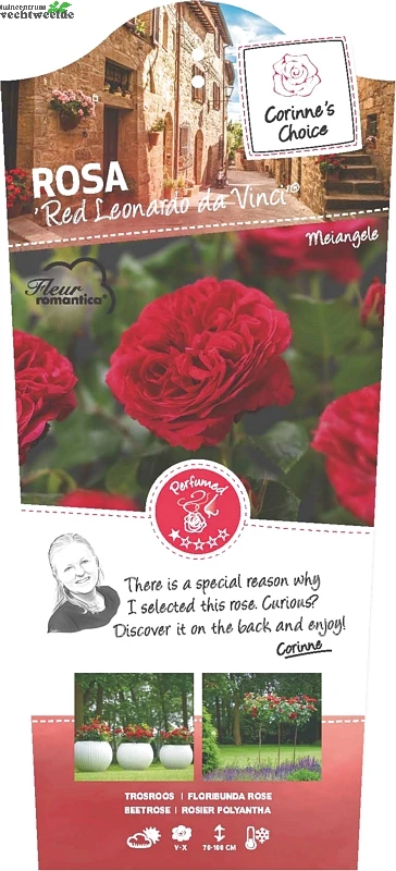 Rosa 'Red Leonardo Da Vinci'® 1 Rosa 'Red Leonardo Da Vinci'®