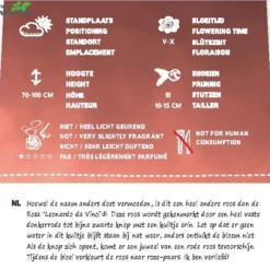 Rosa 'Red Leonardo Da Vinci'® 3 Rosa 'Red Leonardo Da Vinci'® -Boom Geest Verkoop rosa red leonardo da vinci 768x637 640b1d9fd78ce l