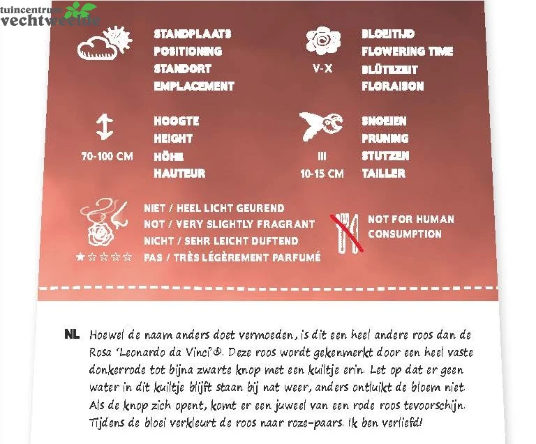 Rosa 'Red Leonardo Da Vinci'® 2 Rosa 'Red Leonardo Da Vinci'® - Afbeelding 2