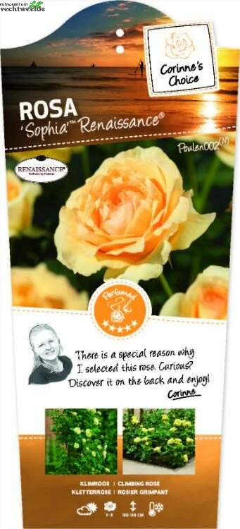 Rosa 'Sophia'(TM) Renaissance® 1 Rosa 'Sophia'(TM) Renaissance®