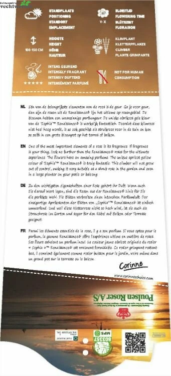 Rosa 'Sophia'(TM) Renaissance® 2 Rosa 'Sophia'(TM) Renaissance® - Afbeelding 2