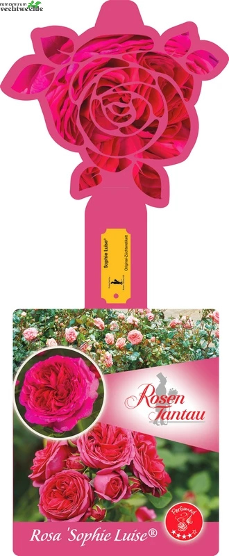 Rosa 'Sophie Luise'® 1 Rosa 'Sophie Luise'®