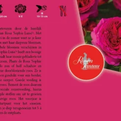 Rosa 'Sophie Luise'® 3 Rosa 'Sophie Luise'® -Boom Geest Verkoop rosa sophie luise 800x528 640b1dbbebc84 l