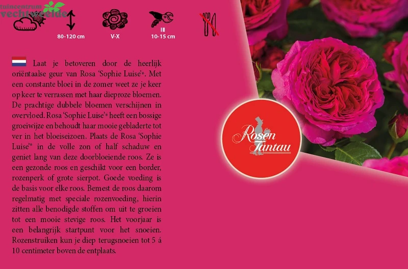 Rosa 'Sophie Luise'® 2 Rosa 'Sophie Luise'® - Afbeelding 2