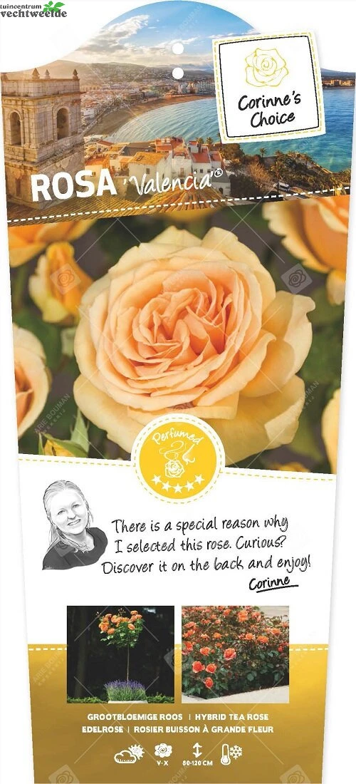 Rosa Valencia C3RP 1 Rosa Valencia C3RP