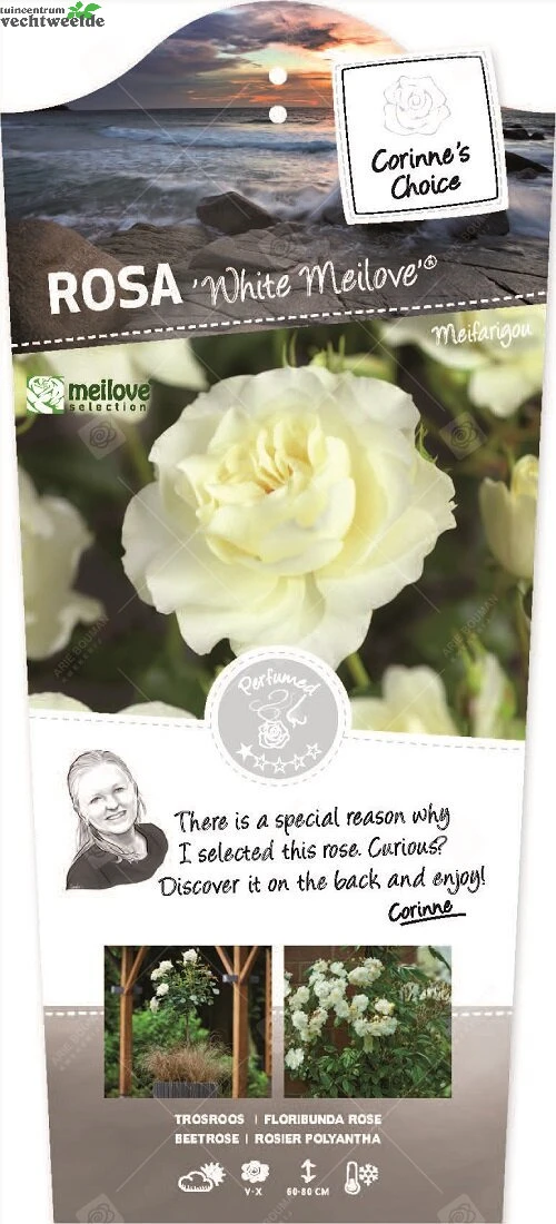 Rosa 'White Meilove'®pot 24, Stam 60 1 Rosa 'White Meilove'®pot 24, Stam 60