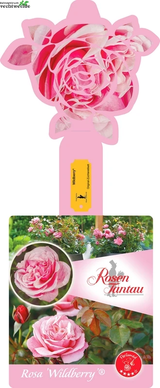 Rosa 'Wildberry'® 1 Rosa 'Wildberry'®