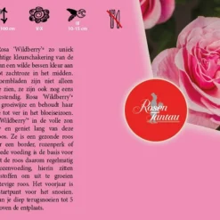 Rosa 'Wildberry'® 3 Rosa 'Wildberry'® -Boom Geest Verkoop rosa wildberry 800x541 640b1db73a93b l