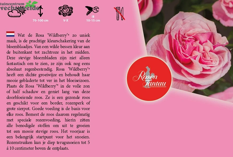 Rosa 'Wildberry'® 2 Rosa 'Wildberry'® - Afbeelding 2