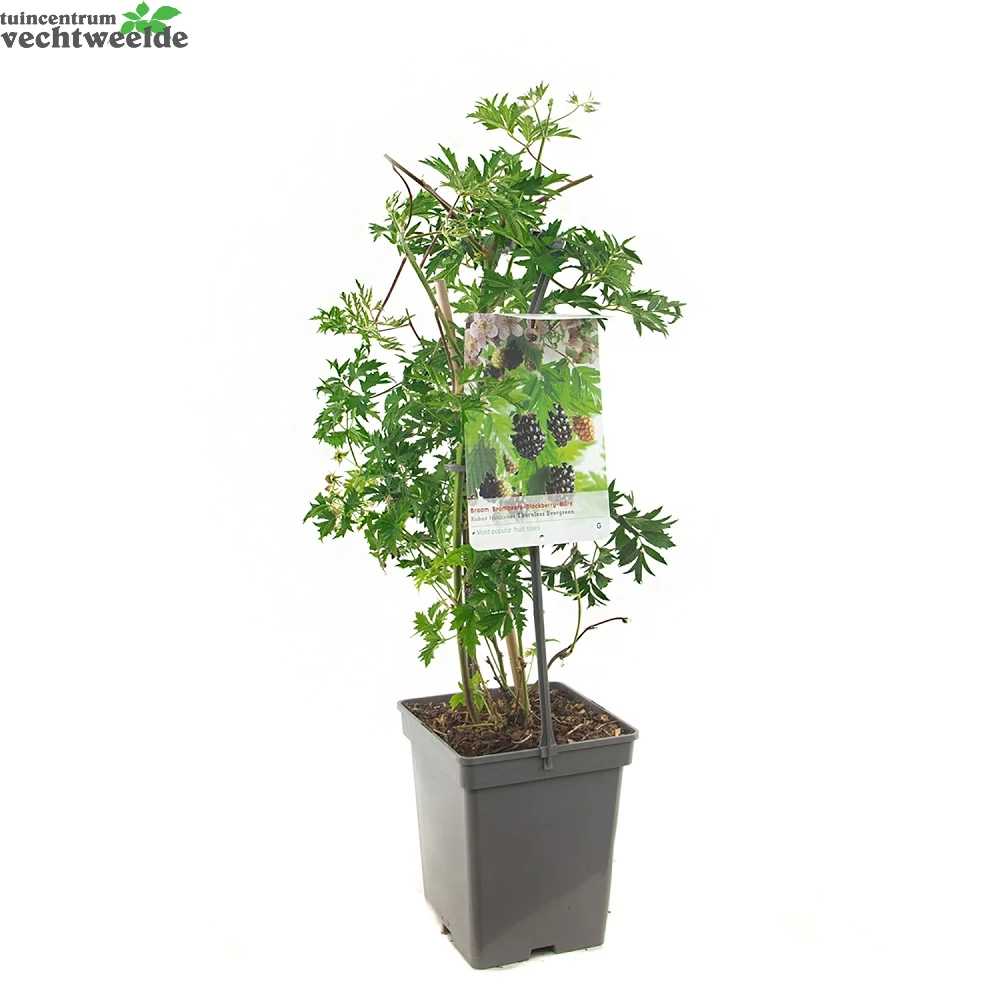 Rubus Fru. 'Thornless Evergreen' 2 Rubus Fru. 'Thornless Evergreen' - Afbeelding 2