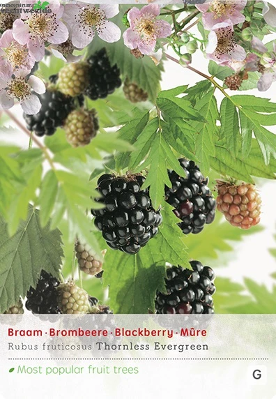 Rubus Fru. 'Thornless Evergreen' 1 Rubus Fru. 'Thornless Evergreen'