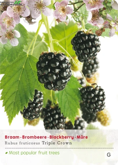 Rubus Fru. 'Triple Crown' 1 Rubus Fru. 'Triple Crown'