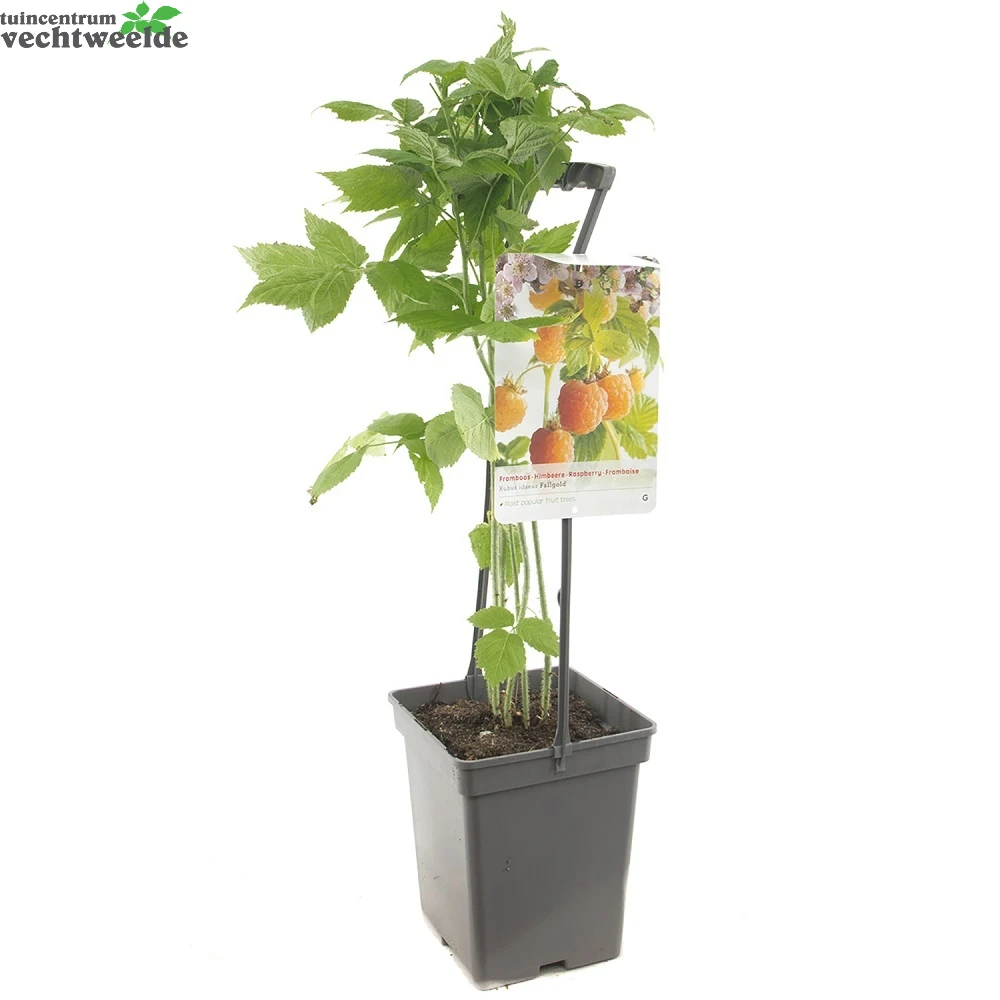 Rubus Idaeus 'Fallgold' 2 Rubus Idaeus 'Fallgold' - Afbeelding 2