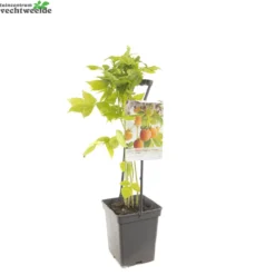 Rubus Idaeus 'Fallgold' 5 Rubus Idaeus 'Fallgold' -Boom Geest Verkoop rubus idaeus fallgold 1500x1500 62094c40e553b l