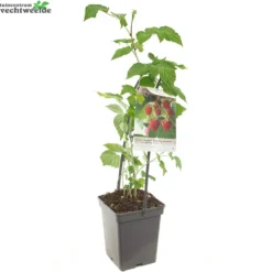 Rubus Idaeus 'Malling Promise' 4 Rubus Idaeus 'Malling Promise' -Boom Geest Verkoop rubus idaeus malling promise 1000x1000 62093001ebd6a l